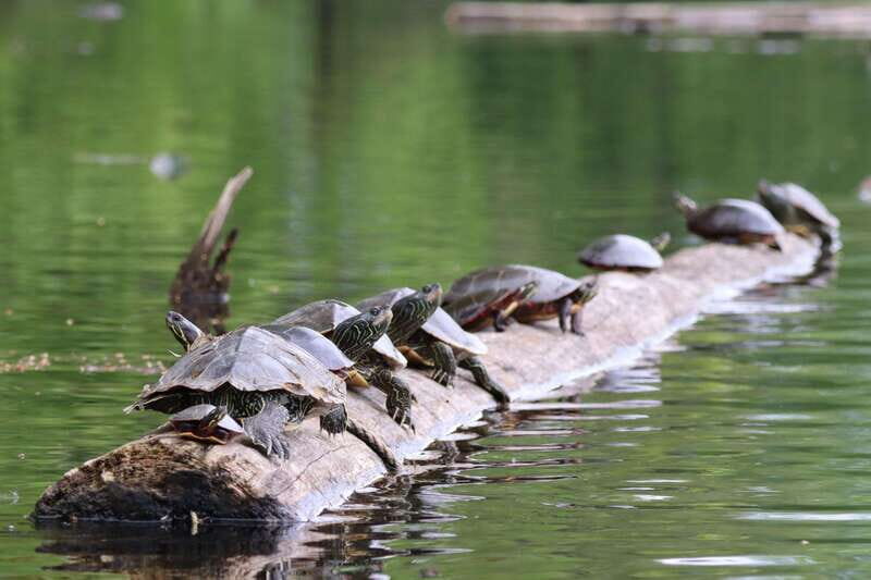 Ottawa: Ecological Reserve Kayak Tour with Turtle Sightings - The Value of This Experience