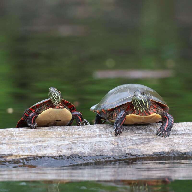 Ottawa: Ecological Reserve Kayak Tour with Turtle Sightings - Who Will Love This Tour?