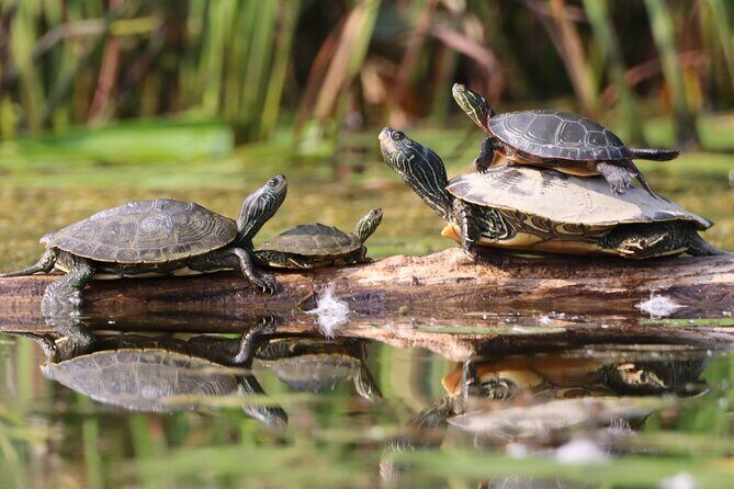 Ottawa Ecological Reserve Kayak Tour with TURTLE Sightings - The Sum Up