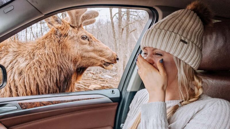 Ottawa: Private Wildlife Adventure Safari in Parc Omega - Key Points