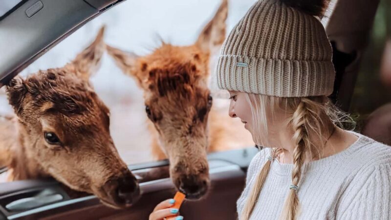 Ottawa: Private Wildlife Adventure Safari in Parc Omega - The Sum Up: Is It Worth It?