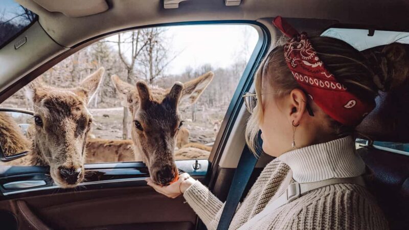 Ottawa: Private Wildlife Adventure Safari in Parc Omega - FAQs