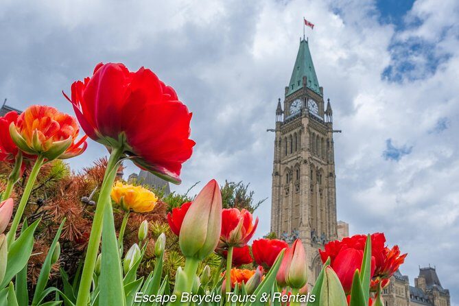 Ottawa Spring Tulip Festival Bike Tour - What to Expect on Tour Day