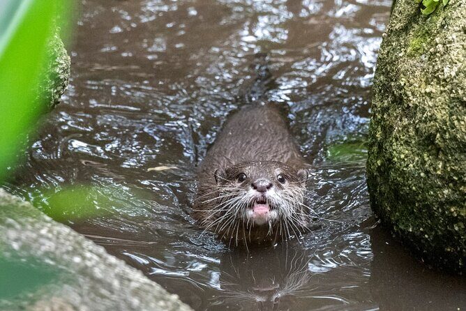 Otter Experience at Melbourne Zoo - excl. entry - Who Would Really Enjoy This Tour?
