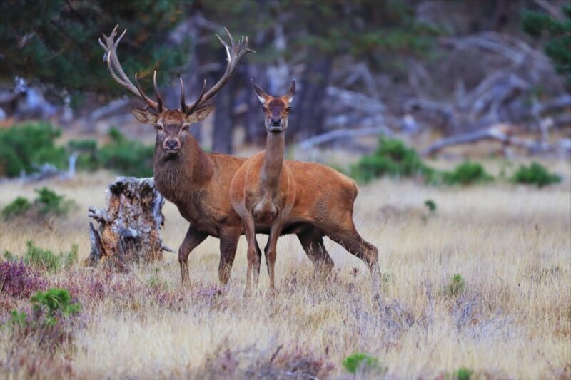 Otterlo: De Hoge Veluwe National Park Entry Ticket - Key Points