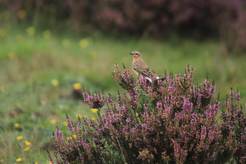 Otterlo: De Hoge Veluwe National Park Entry Ticket - An Introduction to De Hoge Veluwe National Park