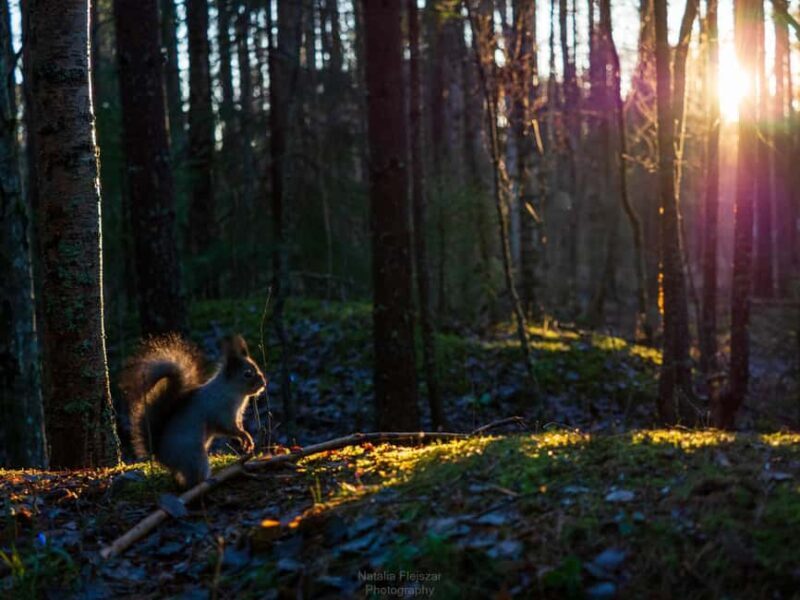 Oulu: Guided Fatbike Tour From Nallikari Around Hietasaari - What to Expect and Practical Details