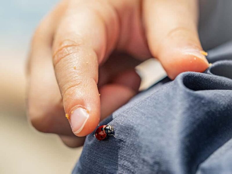 Oulu: Hietasaari Family Nature Walk with Picnic - Introduction