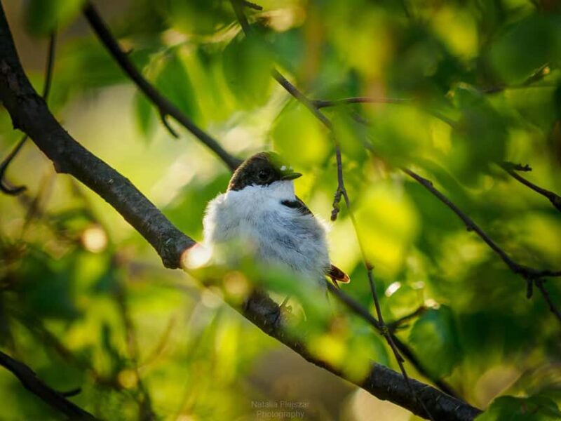 Oulu: Hietasaari Family Nature Walk with Picnic - FAQ
