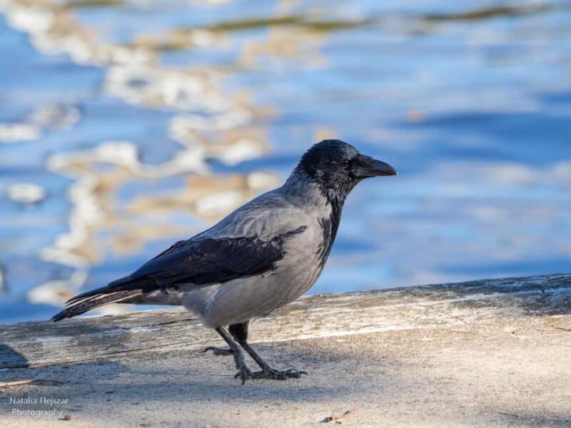Oulu: Hietasaari Nature Tour with Local Guide - Discovering Hietasaaris Natural Beauty