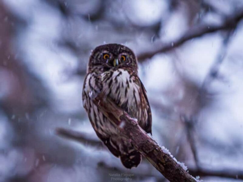 Oulu: Hietasaari Wildlife Hike with Nature Guide - The Sum Up