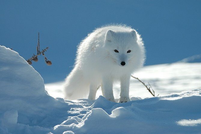 Ounasvaara and Ranua Zoo - Key Points