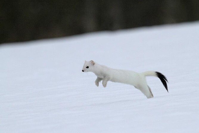 Ounasvaara and Ranua Zoo - The Sum Up