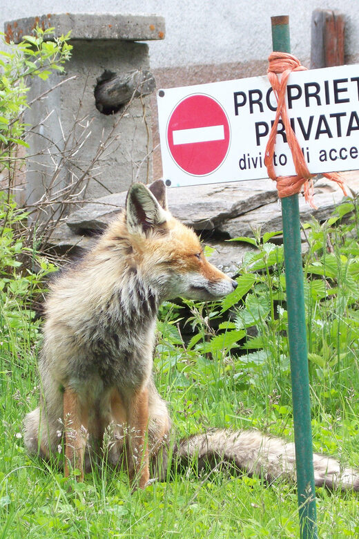 OUR FANTASTIC NATIONAL PARK! - Engaging Intro: Discovering the Magic of Gran Paradiso