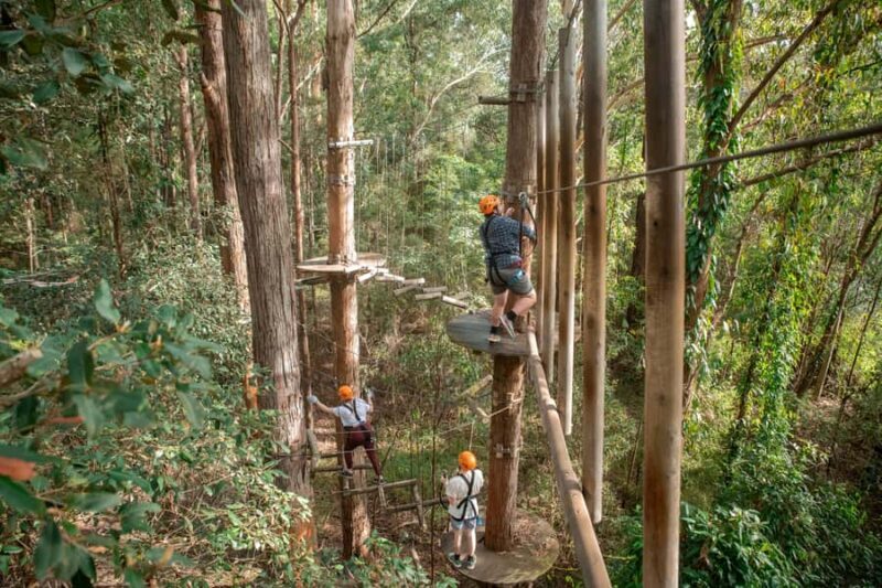 Ourimbah: Central Coast Treetops Adventure Tree Ropes Course - An Honest Look at the Treetops Adventure Central Coast