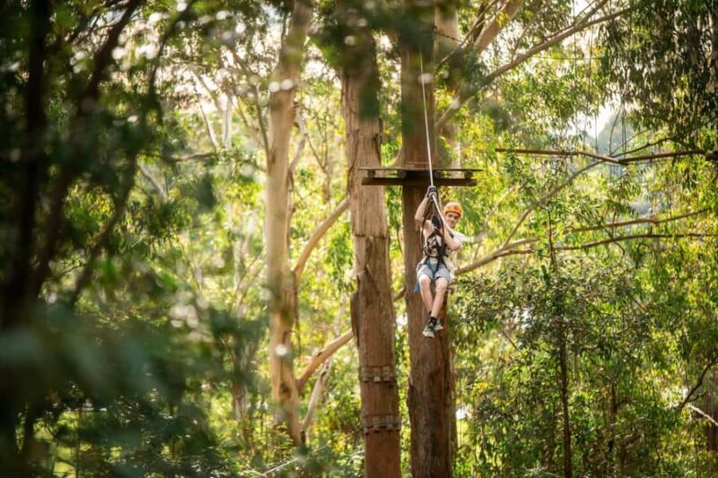 Ourimbah: Central Coast Treetops Adventure Tree Ropes Course - Practical Tips for Your Visit