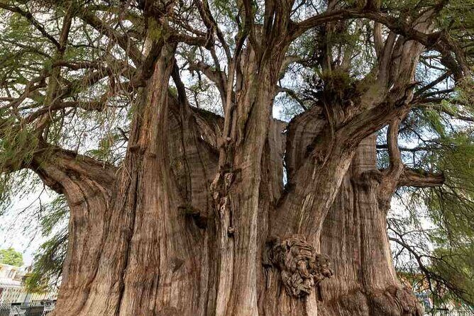 Overnight 2-Day Experience in Beautiful Oaxaca - Bottom Line: Who Is This Tour Best For?