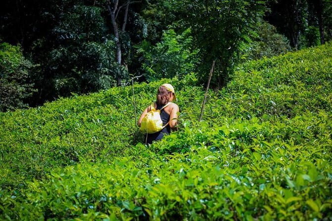 Overnight All-Inclusive Tea Plantation Adventure in Kandy - An Authentic Escape into Sri Lanka’s Hill Country
