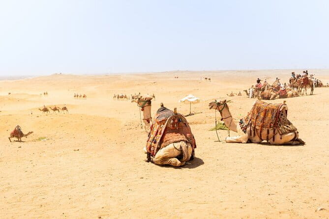 Overnight Camel Safari Tour - Transportation & Group Size
