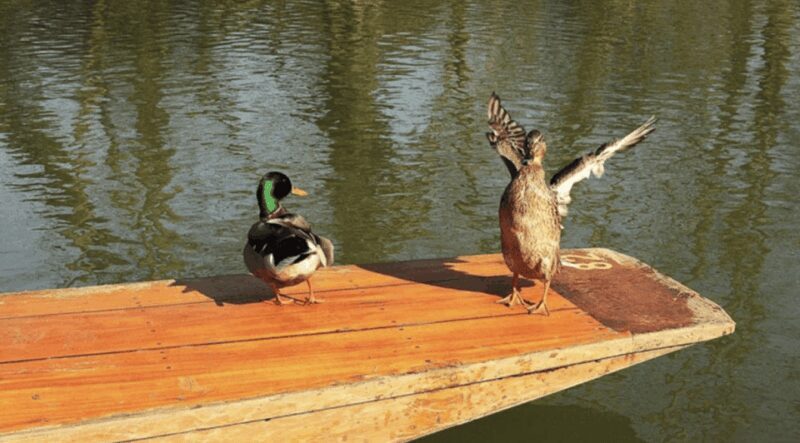 Oxford University : Punting - Key Points