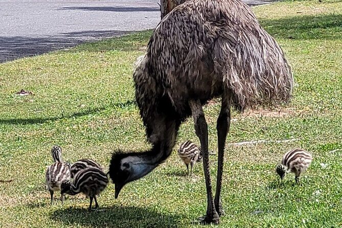 Oyster Adventure in Coffin Bay (Coffin Bay Pick Up) - FAQs