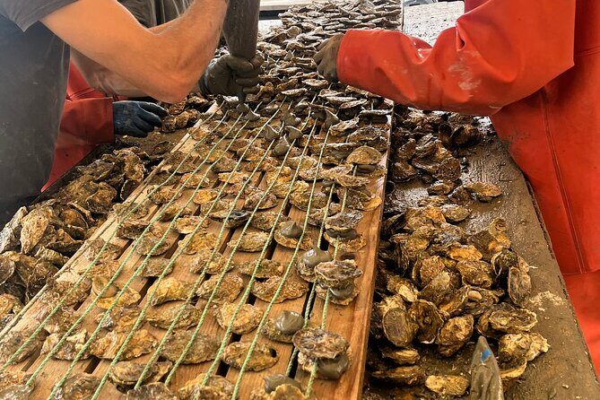 Oyster Farm, Ston and Winery Tour - Exploring the Oyster Farm, Ston and Winery Tour: An Authentic Taste of Croatia
