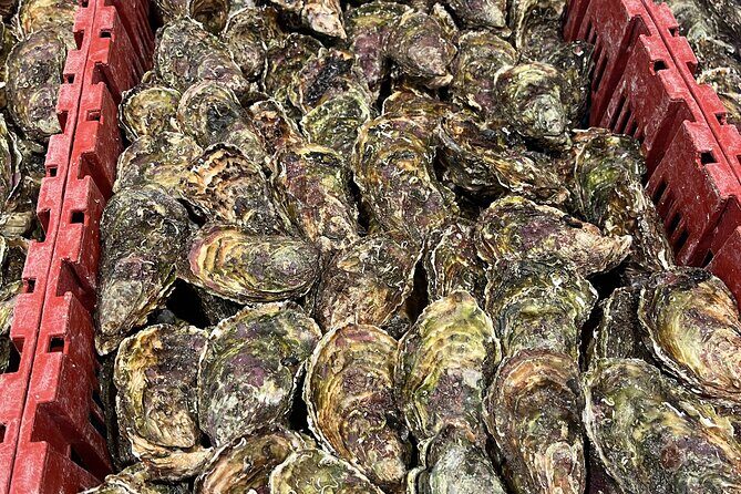 Oyster Farm, Ston and Winery Tour - Key Points