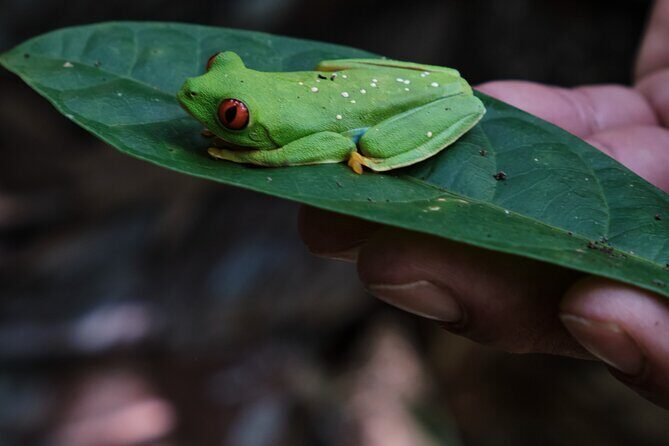 Paddle Board Adventure in a Tropical Paradise - Key Points
