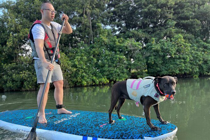 Paddle Board Hale'iwa with Rescue Dogs - What to Expect from the Tour