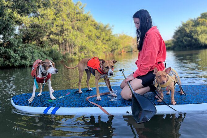 Paddle Board Hale'iwa with Rescue Dogs - The Sum Up