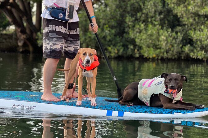 Paddle Board Hale'iwa with Rescue Dogs - FAQ