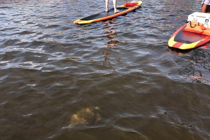 Paddle Board Rental - Authentic Feedback and Insights