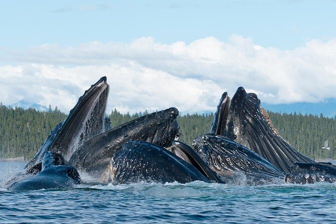 Paddle with Whales Kayak Adventure Juneau - FAQs