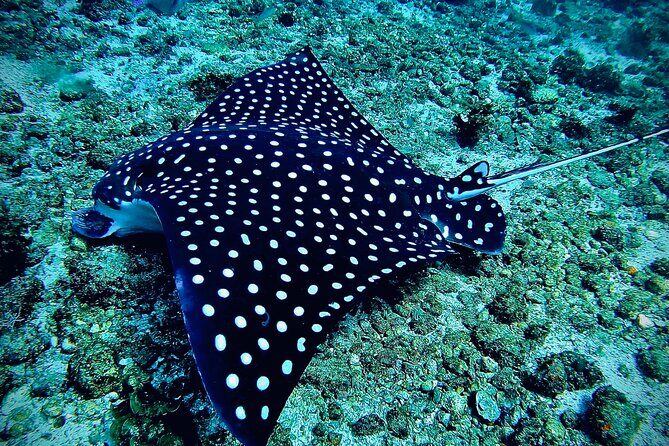 Paddleboard and Snorkeling Experience in Los Arcos - Frequently Asked Questions