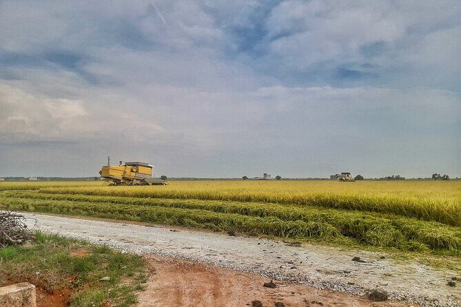 Paddy Field, Fishing Village Sekinchan DAY Tour Lunch (SIC-Shared/Join In Tour) - The Sum Up