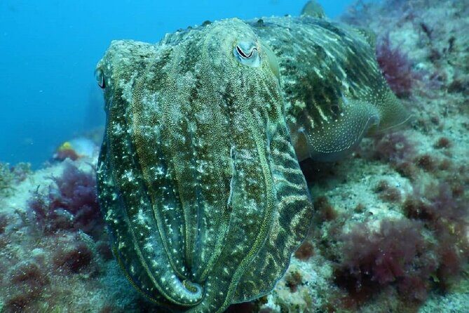 PADI Advanced Diving Course in Gran Canaria - Final Thoughts