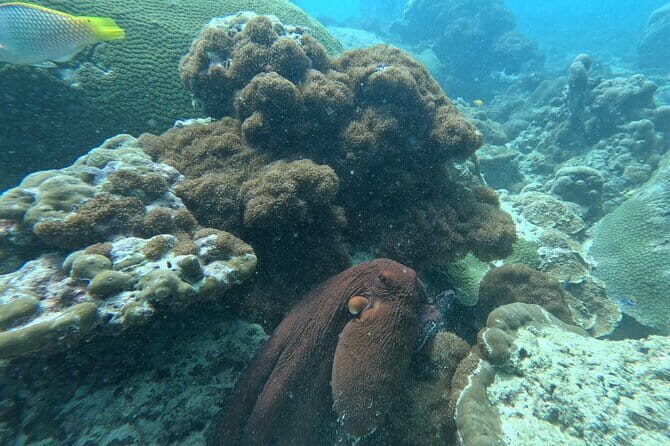 PADI Advanced Open Water Course (5 Dives-2 Days) - The Experience and the Value