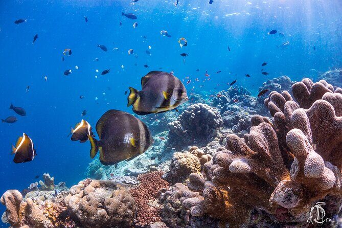PADI Advanced Open Water Course Kota Kinabalu - Introduction: What to Expect from This Kota Kinabalu Course