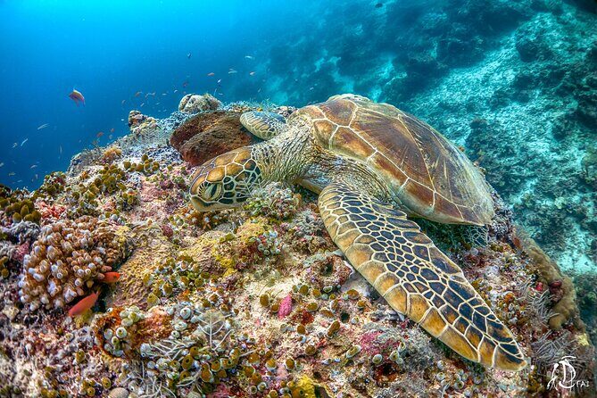 PADI Advanced Open Water Course Kota Kinabalu - The Value: Why It’s Worth It