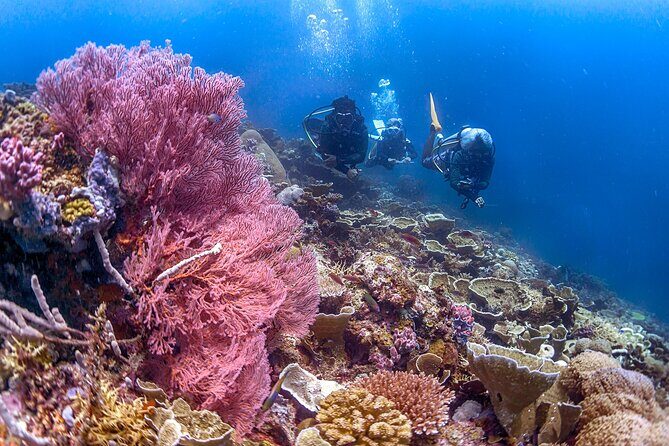 PADI Advanced Open Water Course Kota Kinabalu - The Sum Up: The Perfect Choice for Aspiring Advanced Divers