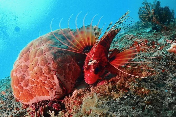 PADI Advanced Open Water Diver Course - Authentic Guest Experiences & Reviews