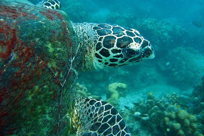 PADI Advanced Open Water Diver course Two days one night included accommodation - What Makes the Dives Special?