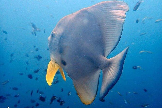 Padi Advanced open Water Diver Courses (Start at Ko Kut) - A Closer Look at the Experience