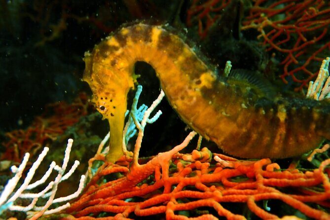 PADI Discover Scuba 2 Times Diving Phuket - The Experience in Detail