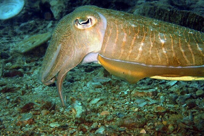 PADI Discover Scuba 2 Times Diving Phuket - Authentic Insights from Reviewers