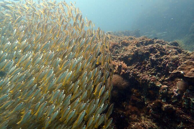 PADI Discover Scuba 2 Times Diving Phuket - The Sum Up: Is This Tour Right for You?