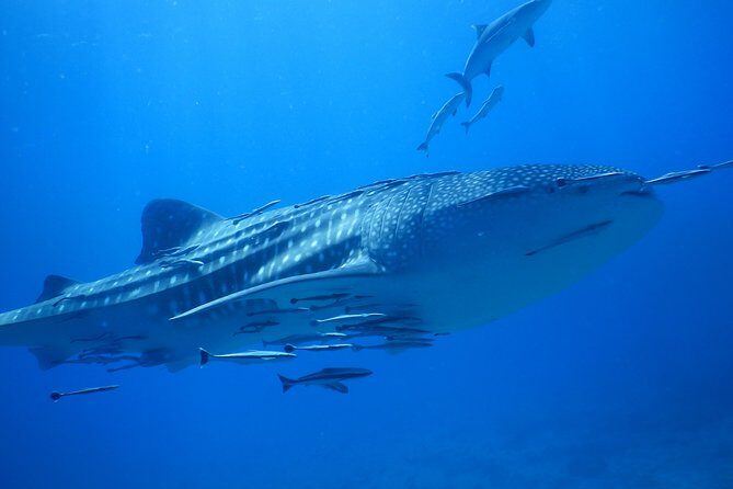 PADI Discover Scuba Dive Experience - What the Experience Looks Like