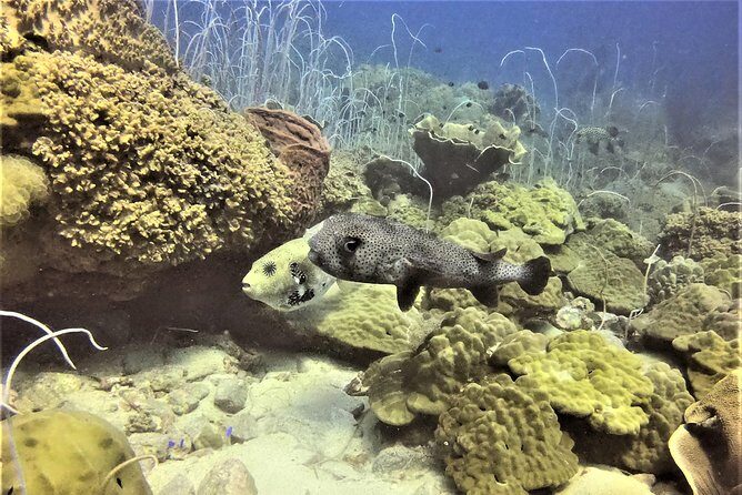 PADI Discover Scuba Dive Experience - The Small Group Advantage