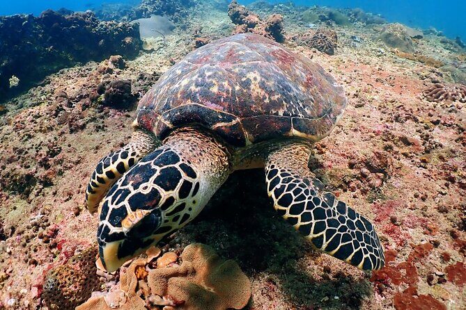 PADI Discover Scuba Diving for Beginners (Non Certified Divers) - What to Expect from the Experience
