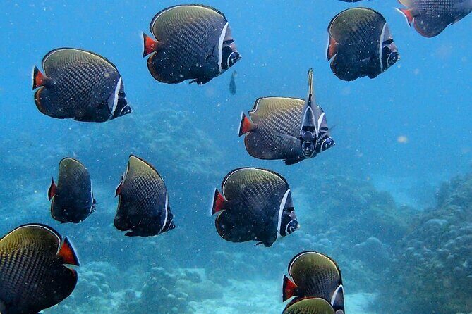 PADI Discover Scuba Diving for Beginners (Non Certified Divers) - The Sum Up